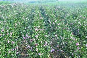 沭阳新河镇：木槿花结出“致富果”