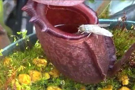 猪笼草 猪笼草