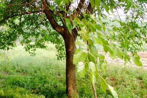 种植桑树一定要知道什么？