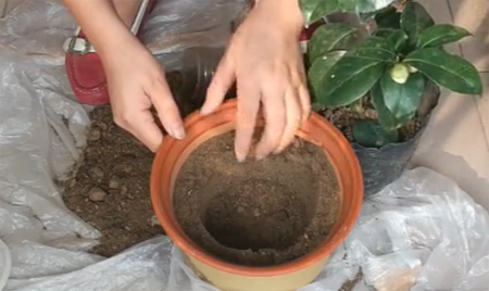 1530349178919158.png 山茶花的种植方法,图解如何给孕蕾期间的山茶花换盆