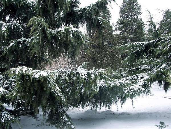 雪松炭疽病的防治