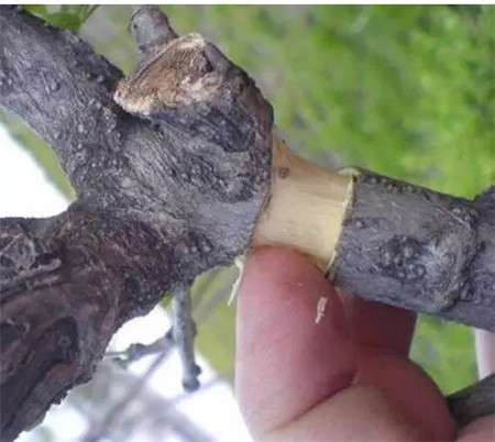 树皮剥下 树皮剥下