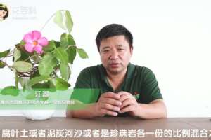 飘香藤怎么养长得好长得茂盛