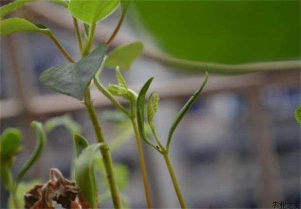 栾树种子催芽方法