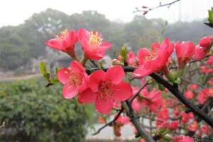 梅花种植的水肥管理