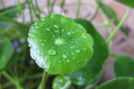 铜钱草 铜钱草