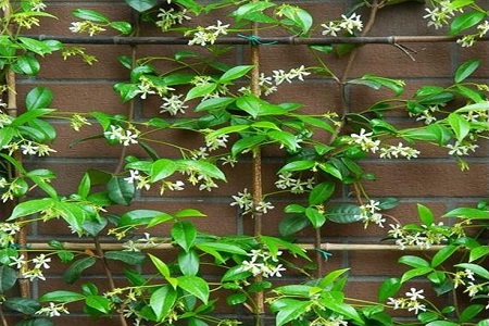 风车茉莉 风车茉莉