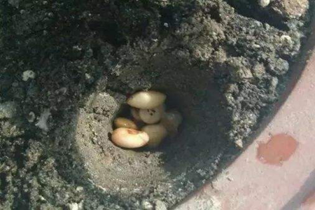 玉树 玉树