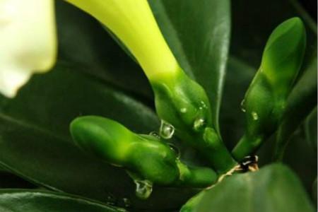茉莉 茉莉