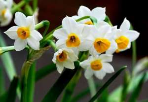 水仙花有毒吗？养殖水仙花有什么禁忌