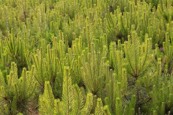 “苗木种植建议”知道这个卖价翻倍！4.jpg