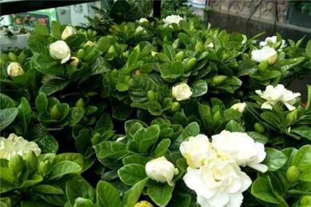 木本类花卉 木本类花卉