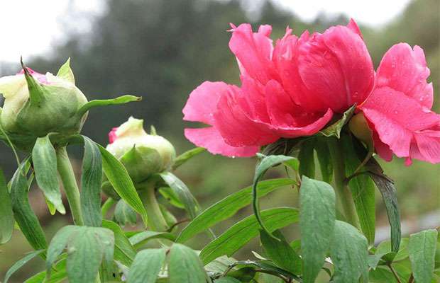 牡丹花种植3.jpg