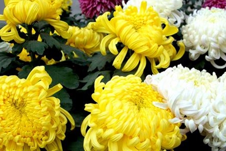 菊花 菊花
