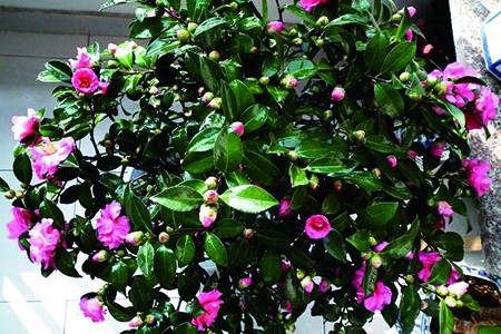 茶梅 茶梅