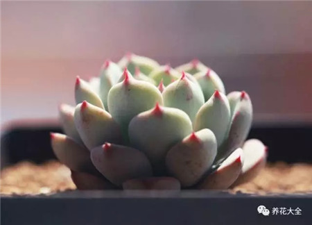 缓释肥 缓释肥