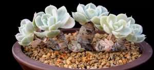 多肉植物养成老桩的要点