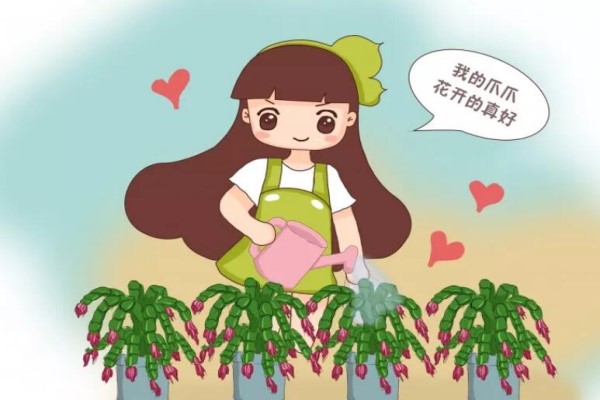蟹爪兰喝点它,秋天连开100朵,叶子肥得直滴油! 蟹爪兰喝点它,秋天连开100朵,叶子肥得直滴油!