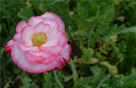 花菱草有毒吗能家养吗 花菱草有毒吗能家养吗