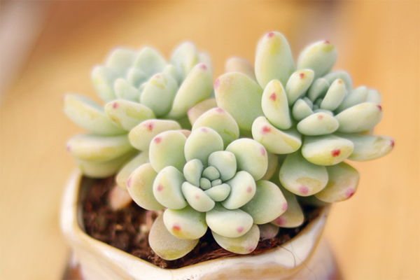 新手怎么养多肉植物,新手养多肉N个攻略奉上