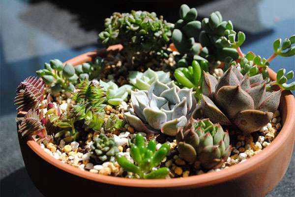 绿植打包3.jpg