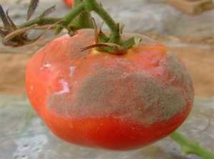 秋番茄病虫害提前防治效果好：灰霉病