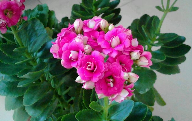 长寿花 长寿花