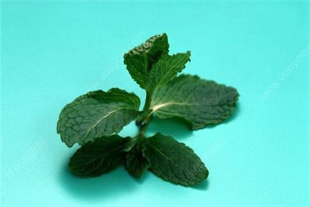 薄荷 薄荷