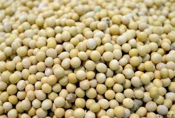 黄豆种植技术要点