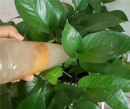 淋水 淋水