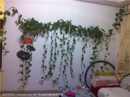 绿萝墙壁 绿萝墙壁