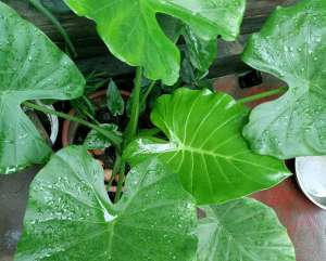 这些花卉植物都有毒，家里有养它们要注意！