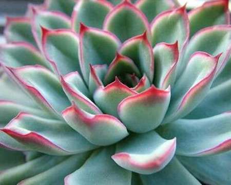 宝石花 宝石花