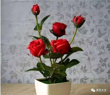 玫瑰 玫瑰