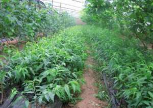 裤子蜜桃种植技术图片
