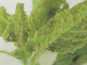 芝麻主要病虫害要怎样防治？