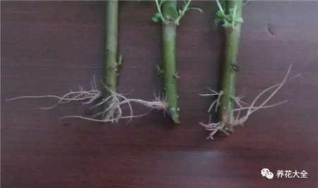 生根粉 生根粉