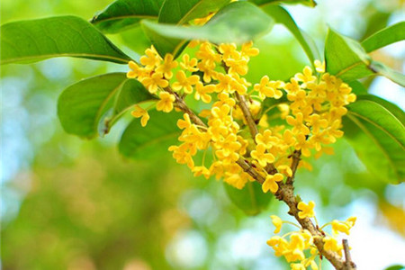 桂花 桂花