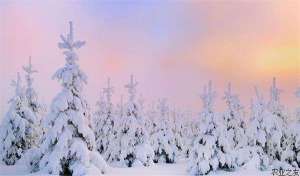 盐碱地区怎样移栽雪松