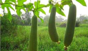 夏季丝瓜种植技术