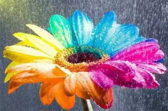 七色堇花语是什么,世界上有七色堇吗(没有)