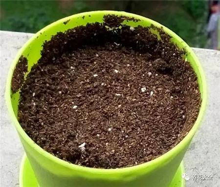橘子籽埋入土下 橘子籽埋入土下