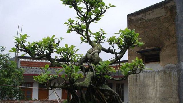 榕树盆景的风水作用 榕树盆景的风水作用