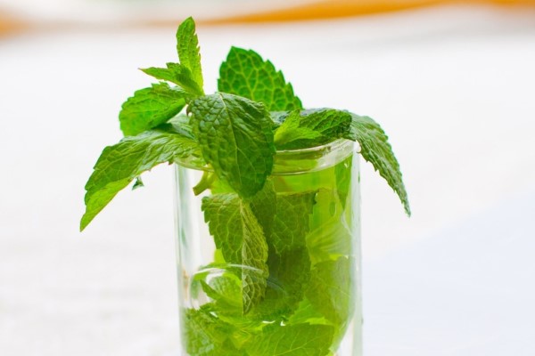 薄荷可以放在卧室吗 薄荷可以放在卧室吗