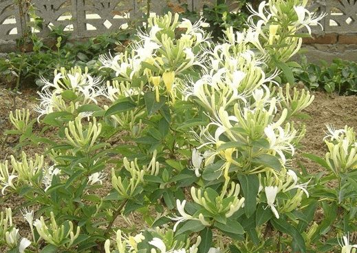 金银花-大毛花