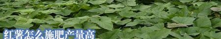 红薯怎么施肥产量高