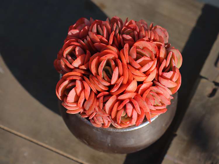 多肉秀妍 Echeveria Sunyan 多肉秀妍 Echeveria Sunyan
