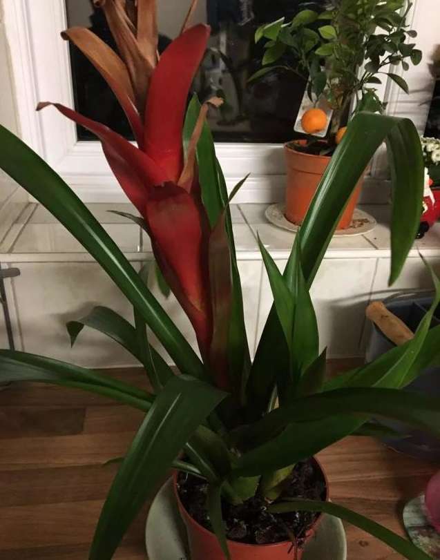 鸿运当头的叶子和花朵干枯萎缩是怎么回事呢?