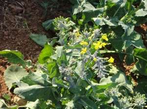 油菜栽培：油菜有哪些常见虫害？