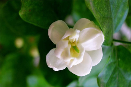 茉莉 茉莉